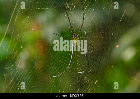 Vista dorsale di un gigante golden orb weaver in Assam, India Foto Stock