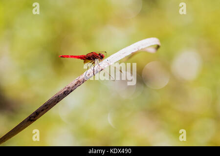 Bel rosso dragon fly in natura habitat. bella insetto al giorno d'estate in natura. Foto Stock