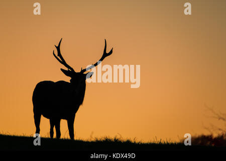 Silhouette di un grande cervo rosso Foto Stock