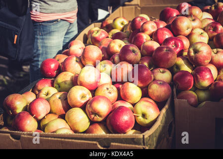 Raccolto autunnale, organico bio le mele in un mercato Foto Stock