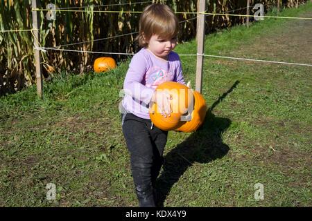 Pezzetto di zucca. Attesa di Halloween. Foto Stock