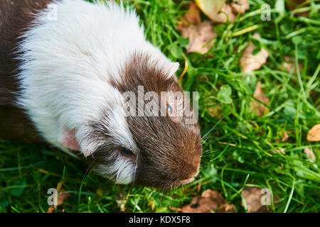 Cavie in erba mangiando. animale domestico nel outdoor nel verde prato Foto Stock