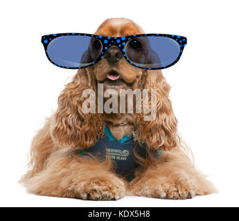 American cocker spaniel indossando occhiali, 3 anni, vestito e seduto davanti a uno sfondo bianco Foto Stock