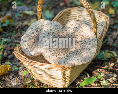 Vista dettagliata del raccolto ombrellone commestibili di funghi o macrolepiota procera esterni nel cestello, Berlino, Germania Foto Stock