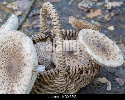 Vista dettagliata del raccolto ombrellone commestibili di funghi o macrolepiota procera esterni nel cestello, Berlino, Germania Foto Stock