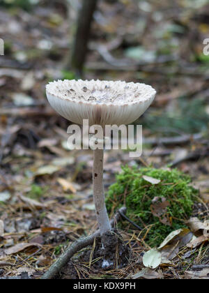 Primo piano della singola ombrellone commestibili o fungo macrolepiota procera crescente sul suolo della foresta, Berlino, Germania Foto Stock