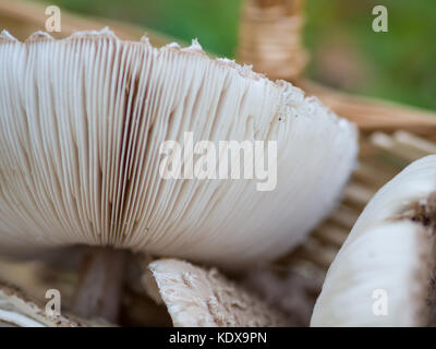 Vista dettagliata del raccolto ombrellone commestibili di funghi o macrolepiota procera esterni nel cestello, Berlino, Germania Foto Stock