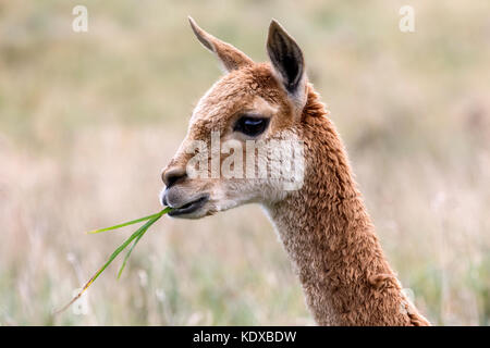 Vicuna in Patagonia nel sud del Cile. la vigogna è una wild rispetto della lama, che abitano le regioni di montagna del sud america. Foto Stock