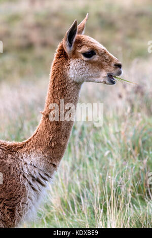 Vicuna in Patagonia nel sud del Cile. la vigogna è una wild rispetto della lama, che abitano le regioni di montagna del sud america. Foto Stock