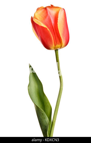 Singlel tulip isolato su uno sfondo bianco Foto Stock