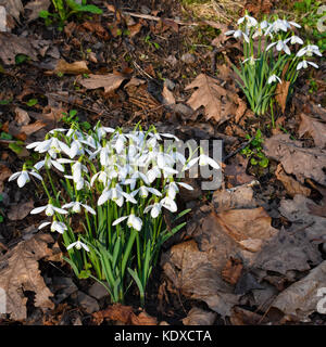 Primavera snowdrops tra i morti di foglie di quercia in Ironbridge Gorge, shropshire Foto Stock