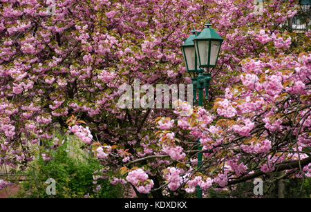 Lanterna Verde tra la fioritura dei ciliegi. delicati fiori di rosa fiori di sakura tree Foto Stock