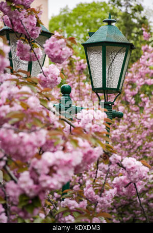 Lanterna Verde tra la fioritura dei ciliegi. delicati fiori di rosa fiori di sakura tree Foto Stock