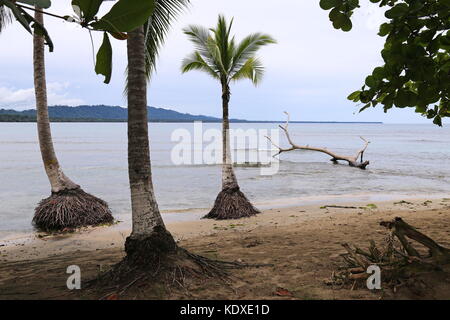 Playa El Chino, Puerto Viejo de Talamanca, Limón provincia, il Mare dei Caraibi, Costa Rica, America Centrale Foto Stock