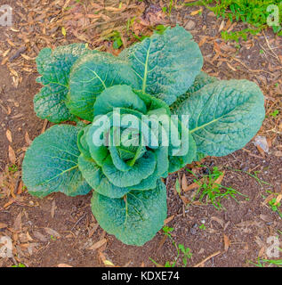Primo piano di un unico cavolo biologico in un giardino, Normandia, Francia Foto Stock