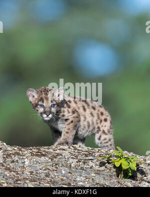 Carino mountain LION CUB Foto Stock