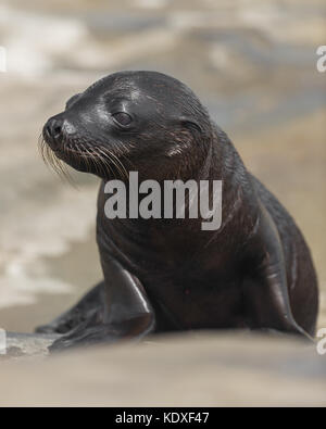 Sea Lion pup sulle rocce a la Jolla cove a la Jolla, California Foto Stock