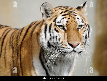 Tigre di amur (panthera tigris altaica) ritratto Foto Stock