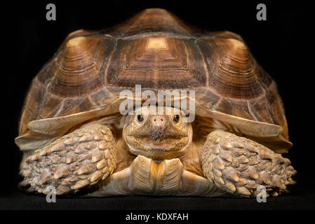 African spronato tartaruga (Geochelone sulcata) closeup ritratto Foto Stock