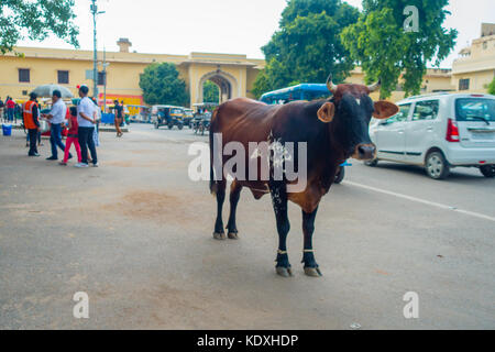 Jaipur, India - 19 settembre 2017: Mucca cammina indifferente, in mezzo al traffico di automobili e moto della città Foto Stock