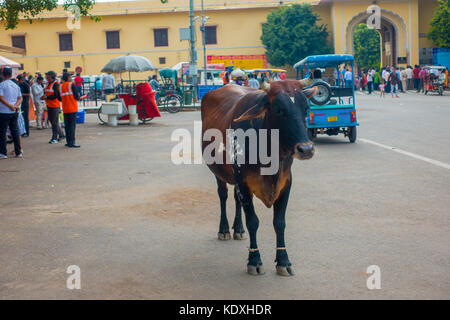 JAIPUR, INDIA - 19 SETTEMBRE 2017: Mucche cammina indifferenti, tra il traffico di auto e moto della città Foto Stock