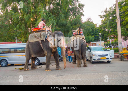 Jaipur, India - 20 settembre 2017: l'uomo non identificato in sella ad una enorme elefante decorate con colori a Jaipur, Rajasthan, India Foto Stock