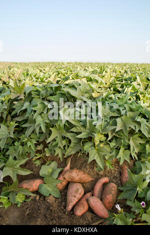 Raccolte "Kamote' tuberi con vegetazione, cultivar di patate dolci "Ipomoea balatas'. Foto Stock