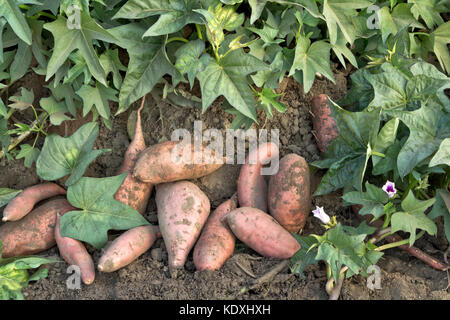 Raccolte "Kamote' cultivar di patate dolci "Ipomoea batatas', Philippine medicinali vegetali a base di erbe. Foto Stock