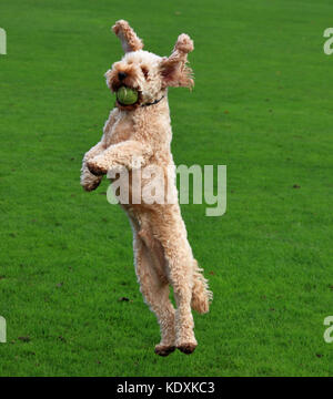 Cockapoo cane in aria Foto Stock