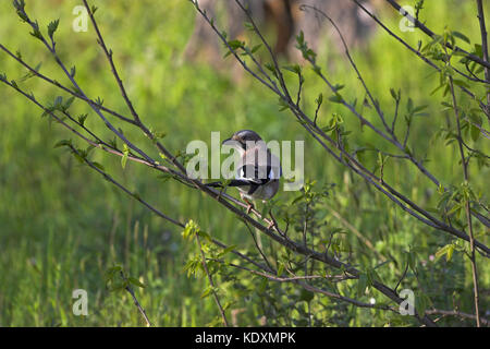 Eurasian Ghiandaia Garrulus glandarius endemica sub specie Corsica Francia Foto Stock