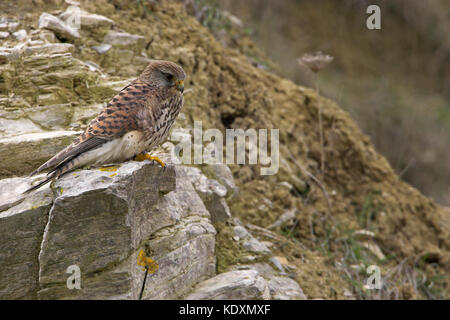 Comune di Gheppio Falco tinnunculus capretti Portland maschio Dorset Inghilterra Foto Stock