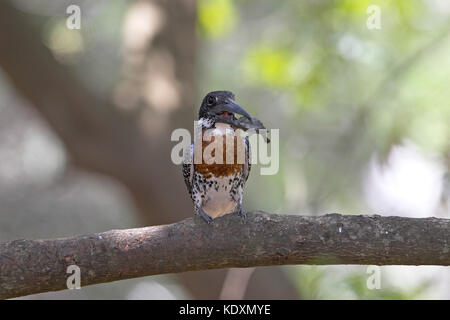 Giant kingfisher Ceryle maxima con baby terrapin Parco Nazionale Kruger Sud Africa Foto Stock