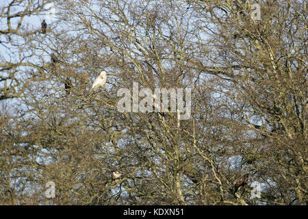 Aquilone rosso Mivus milvus e comune poiana Buteo buteo appollaiato in un albero a Gigrin Farm kite stazione di alimentazione Rhayader Powys Galles Foto Stock