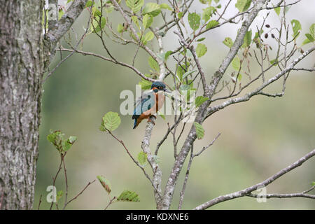 Comune di martin pescatore Alcedo atthis sat in un Ontano Alnus glutinosa tree accanto al fiume Avon vicino a Ringwood Hampshire Inghilterra Foto Stock