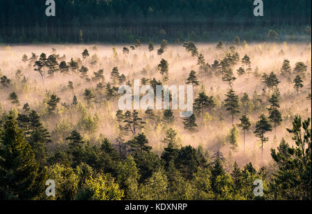 Nebbia di mattina e sunrise nel torronsuo national park, Finlandia Foto Stock