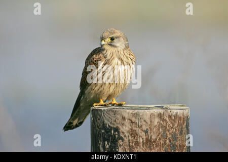 Comune di Gheppio Falco tinnunculus bambino maschio su palo da recinzione Ibsley vicino a Ringwood Hampshire England Regno Unito Foto Stock