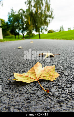 Foglie secche sulla strada. Vista ravvicinata di dead foglie di acero giacente su una piccola strada di campagna con uno sfondo sfocato con alberi e prati. Foto Stock