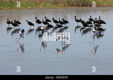 American avocetta Recurvirostra americana lo sbarco in laguna con di fronte bianco-ibis Plegadis chihi oltre Quivira National Wildlife Refuge Kansas USA Foto Stock