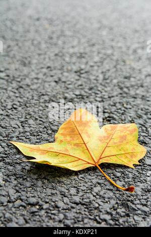 Foglia secca sulla strada. Vista ravvicinata di un morto maple leaf giacente su una strada asfaltata con profondità di campo ridotta. Foto Stock
