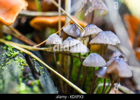 Non i funghi commestibili crescente nella foresta durante l'autunno. Foto Stock