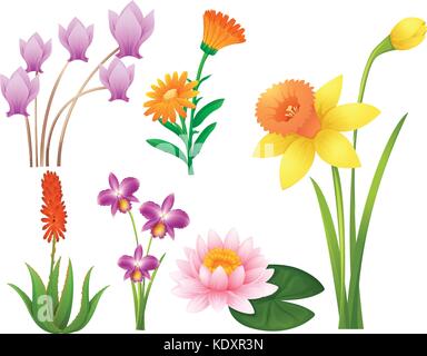 Diversi tipi di fiori tropicali illustrazione Illustrazione Vettoriale