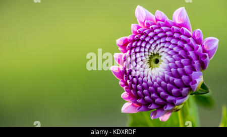 Una bella Dahlia rosa con uno sfondo verde chiaro a Uppland, Svezia. Dahlia sono perenni tuberosi radicati con foglie pinnatamente divise e mostra Foto Stock