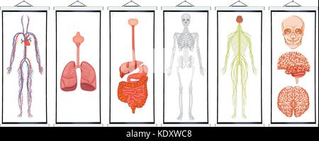 Diagrammi dei sistemi umani illustrazione Illustrazione Vettoriale