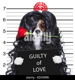 Valentines pazzo e sciocco cane con rose in bocca come un mugshot colpevole di amore, presso il dipartimento di polizia Foto Stock