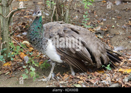 Peahen. Pavone femmina in boschi Foto Stock