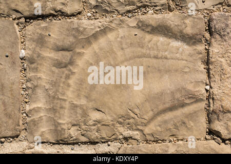 Close up di grandi ammonita combustibili in lastra di pavimentazione, il Monte Nebo, Giordania, Medio Oriente Foto Stock