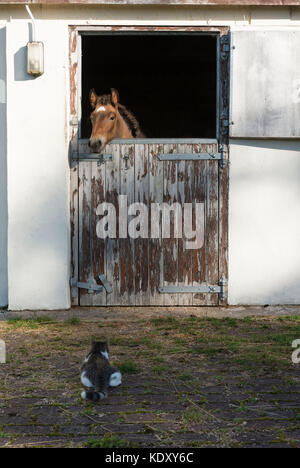 Un lusitano Foal dietro una porta a metà nella sua scuderia e un Gray e White Tabby Cat all'esterno si guardano a vicenda Foto Stock