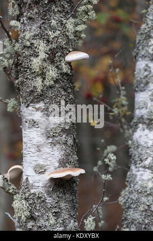 Licheni e funghi co-esistenti su un argento tronco di betulla Foto Stock