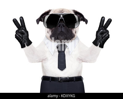 Pug dog cercando così di fantasia con la vittoria o la pace dita, indossando fresco nero occhiali da sole Foto Stock