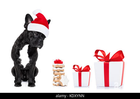 Fame bulldog francese cane con red christmas santa claus hat per le vacanze di Natale e un dono di cookies o tratti isolati su bianco Foto Stock